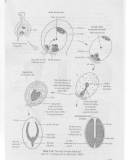 Sinh học phát triển thực vật part 7