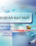 Bài giảng Công nghệ bảo quản - Bài: Bảo quản hạt ngô