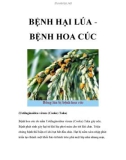 BỆNH HẠI LÚA BỆNH HOA CÚC