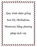 Quy trình nhân giống hoa lily (Belladona, Manissia) bằng phương pháp tách vảy