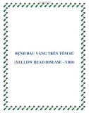 Bệnh đậu vàng ở Tôm Sú