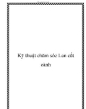 Kỹ thuật chăm sóc Lan cắt cành