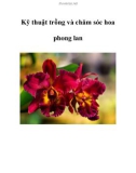 Kinh nghiệm chăm sóc hoa phong lan