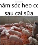 Chăm sóc heo con sau cai sữa