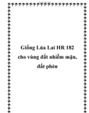 Giống Lúa Lai HR 182 cho vùng đất nhiễm mặn, đất phèn