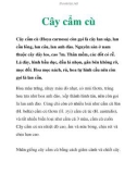 Cây cẩm cù