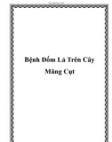 Bệnh Đốm Lá Trên Cây Măng Cụt