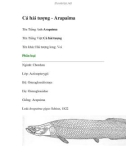 Cá hải tượng - Arapaima