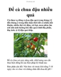 Để cà chua đậu nhiều quả