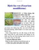 Bệnh lúa von (Fusarium moniliforme)