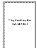 Trồng Khoai Lang Rau Klr1, Klr3, Klr5