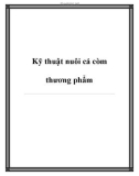 Kỹ thuật nuôi cá còm thương phẩm