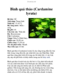 Bình quả thảo (Cardamine lyrata)