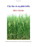 Cây lúa và sự phát triển