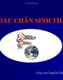 Bài thuyết trình dấu chân sinh thái