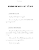 GIỐNG LÚA KHANG DÂN 18