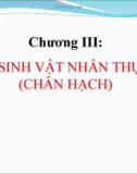 Chương III: VI SINH VẬT NHÂN THỰC (CHÂN HẠCH)