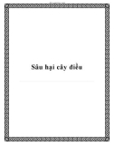 Sâu hại cây điều