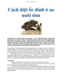 Cách diệt ốc đinh ở ao nuôi tôm