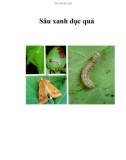 Sâu xanh đục quả