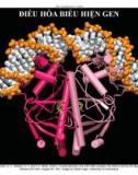 Bài giảng Di truyền học và sinh học phân tử: Chương 5 - Điều hòa biểu hiện gen