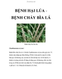 BỆNH HẠI LÚA BỆNH CHÁY BÌA LÁ