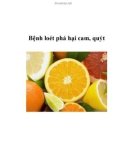 Bệnh loét phá hại cam, quýt