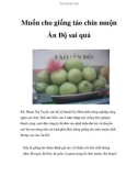 Muốn cho giống táo chín muộn Ấn Độ sai quả