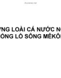 Những loài cá nước ngọt khổng lồ trên sông mê kông