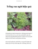 Trồng rau ngót hiệu quả