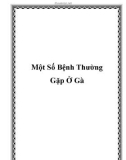 Một Số Bệnh Thường Gặp trên Gà