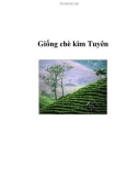 Giống chè kim Tuyên