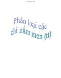 phân loại các chi nấm men (tt)