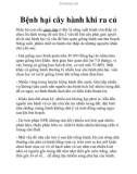 Bệnh hại cây hành khi ra củ