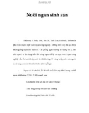 Nuôi ngan sinh sản