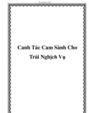 Canh Tác Cam Sành Cho Trái Nghịch Vụ