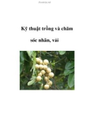 Kỹ thuật trồng và chăm sóc nhãn, vải