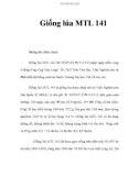 Giống lúa MTL 141