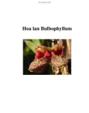 Hoa lan Bulbophyllum