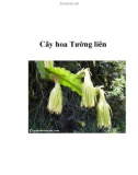 Cây hoa Tường liên