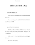 GIỐNG LÚA IR 62032