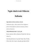 Ngài chích trái Othreis fullonia