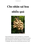 Cho nhãn sai hoa nhiều quả