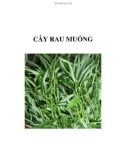 CÂY RAU MUỐNG