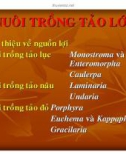 Nuôi trồng tảo lớn - part 1