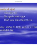 Nuôi trồng tảo lớn - part 5