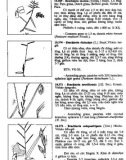 Cây cỏ Việt Nam tập 3 part 7
