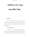 GIỐNG LÚA Tám xoan Bắc Ninh