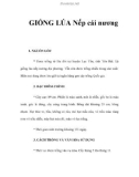 GIỐNG LÚA Nếp cái nương