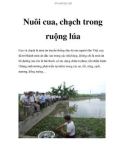 Nuôi cua, chạch trong ruộng lúa